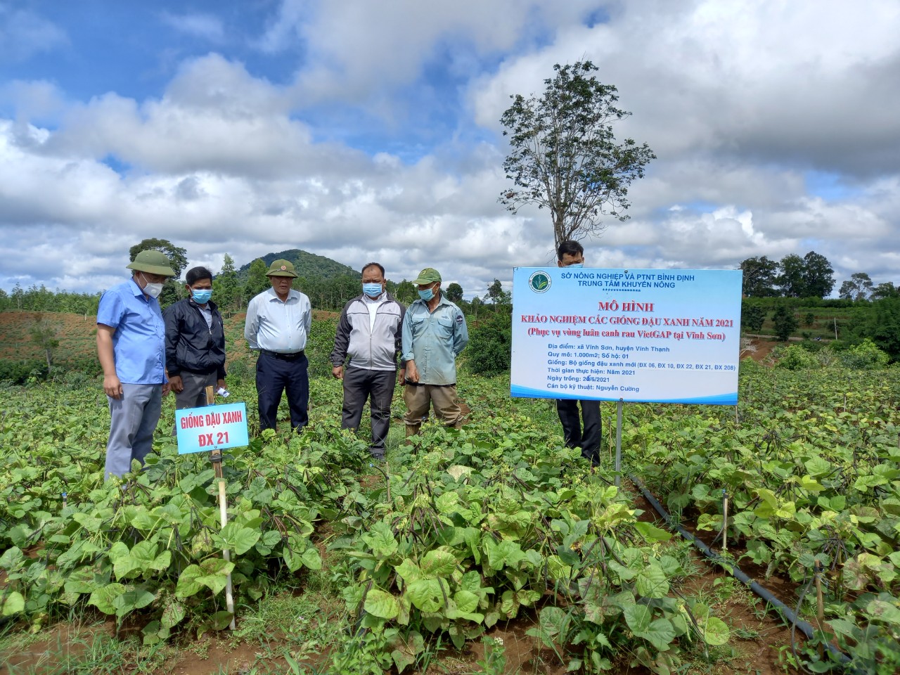 Khảo nghiệm giống đậu xanh