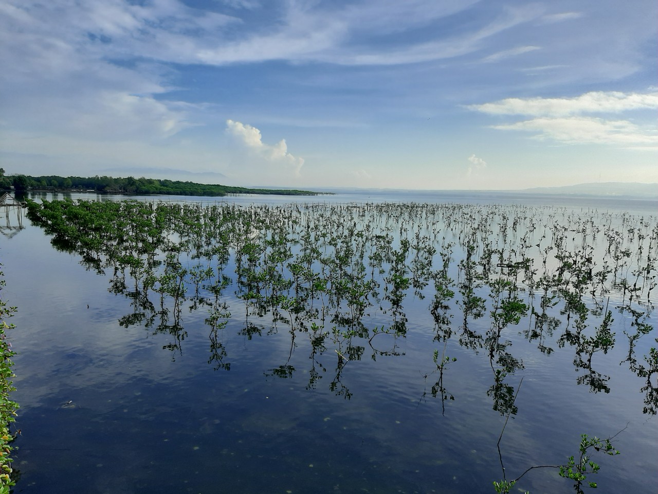Công tác trồng và bảo vệ rừng