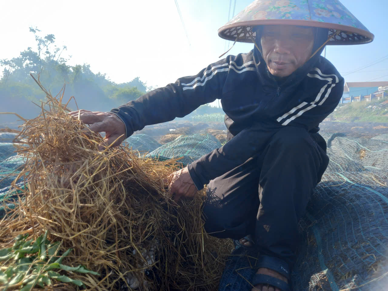 Hiệu quả cao mô hình nông nghiệp tuần hoàn từ nấm rơm