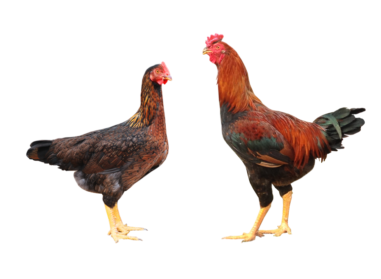 Gà ta giống dòng CK3-BĐ