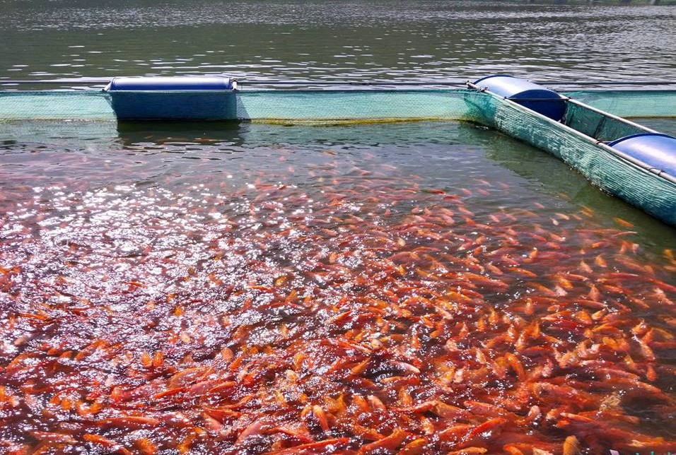 Gia Lai: Xuất khẩu lô sushi cá Điêu hồng đầu tiên sang thị trường Nhật Bản