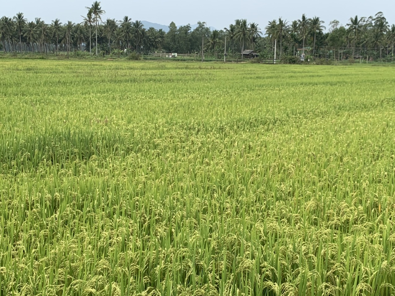 Lúa an toàn, hữu cơ