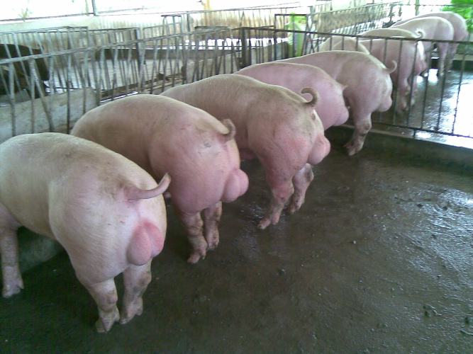 Lợn đực hậu bị giống Yorshire 