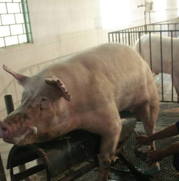 Lợn đực khai thác tinh giống Yorshire