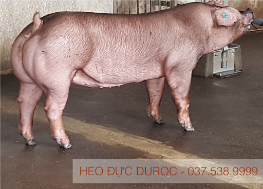 Lợn cái hậu bị giống Duroc