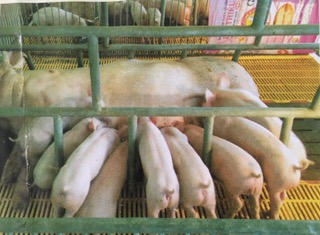 Lợn nái sinh sản giống Yorshire 