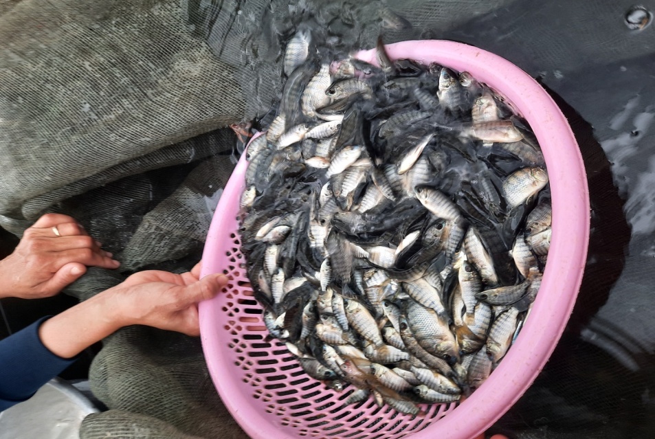 Cá Rô phi (Oreochromis niloticus)