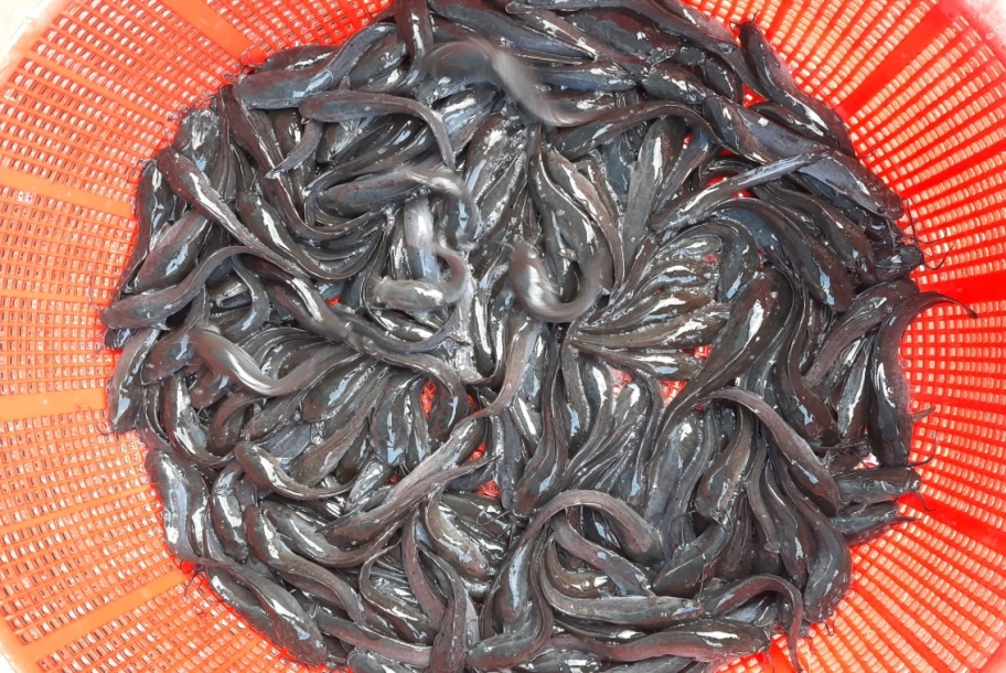 Cá Trê lai (C. macrocephalus , C. gariepinus)