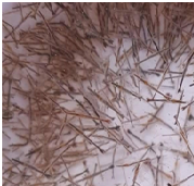 Tôm Sú giống (Penaeus monodon)