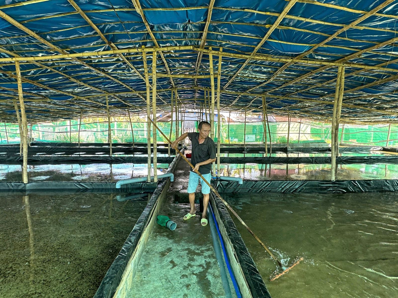 Nuôi ốc hương mang lại thu nhập cao tại Hoài Nhơn